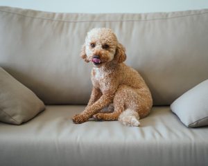 O nosso cãopanheiro merece um seguro, eis o motivo